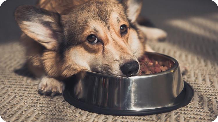 Kutyaeledelek 15% kedvezménnyel